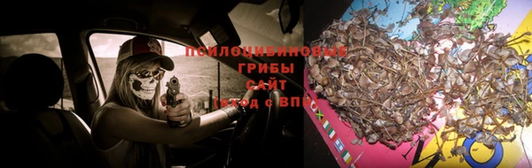 крисы Алагир
